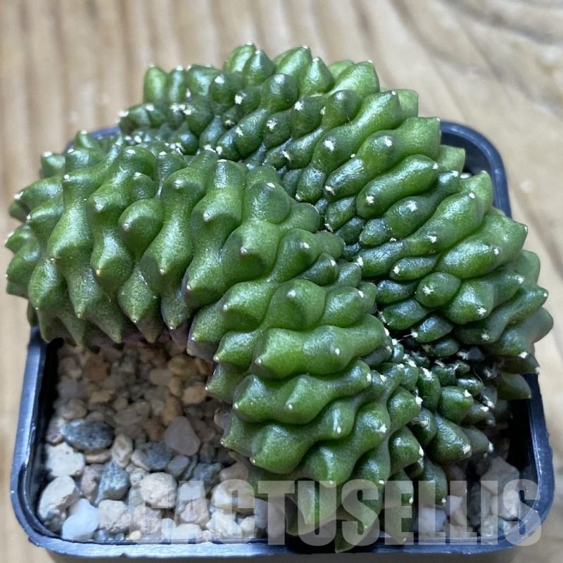 SH21666 Gymnocalycium mihanovichii ‘inermis’ f. cristata