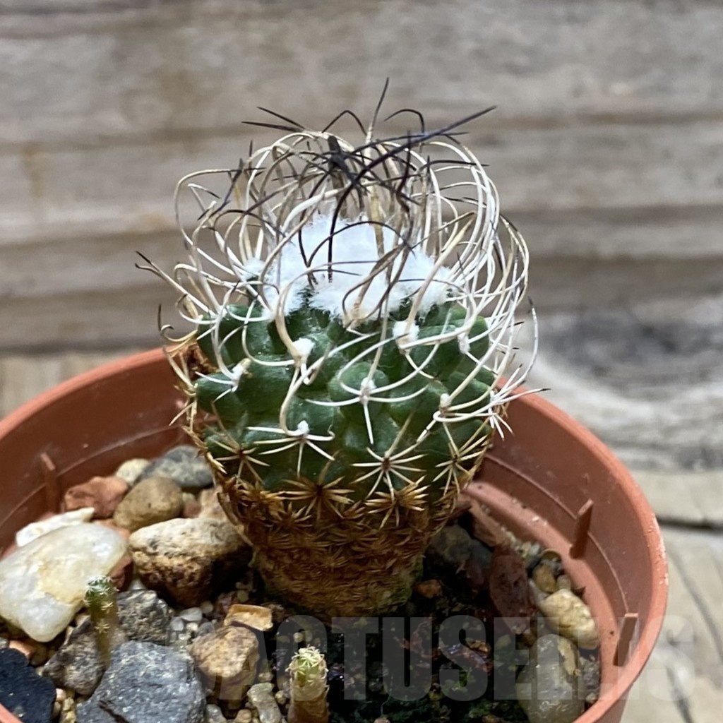 SH21613 Turbinicarpus pseudomacrochele - Image 2