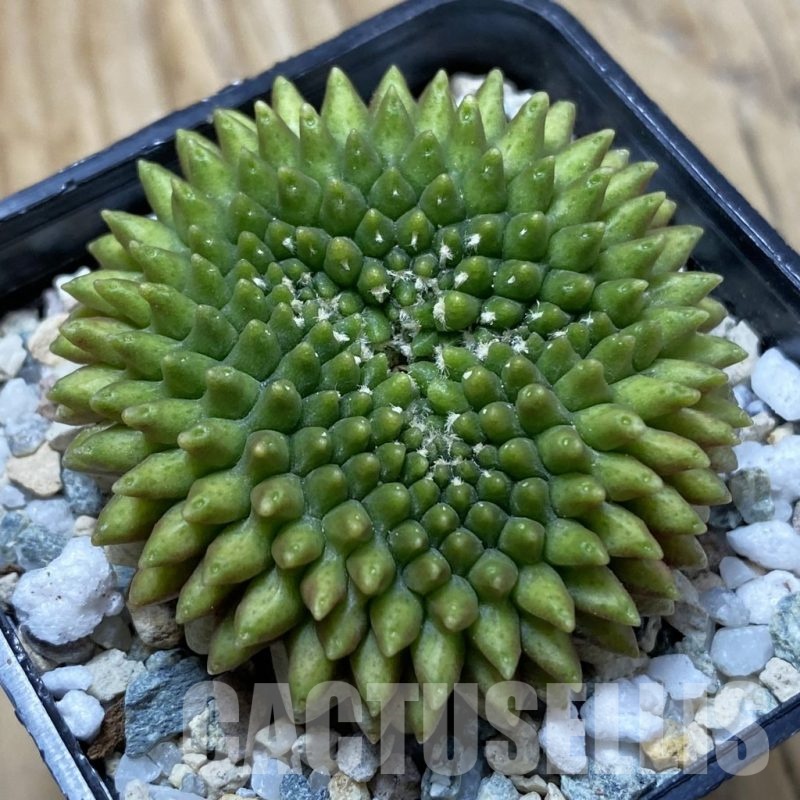 SH21668 Gymnocalycium mihanovichii ‘inermis’