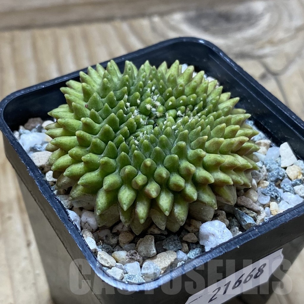 SH21668 Gymnocalycium mihanovichii ‘inermis’ - Imagen 2