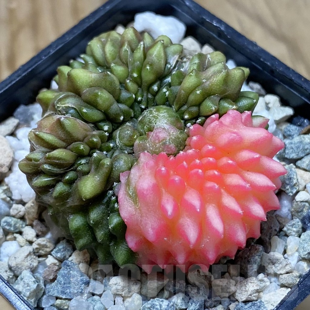 SH21669 Gymnocalycium mihanovichii ‘inermis’ f. variegata