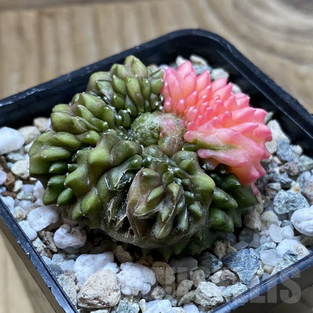 SH21669 Gymnocalycium mihanovichii ‘inermis’ f. variegata - Image 2