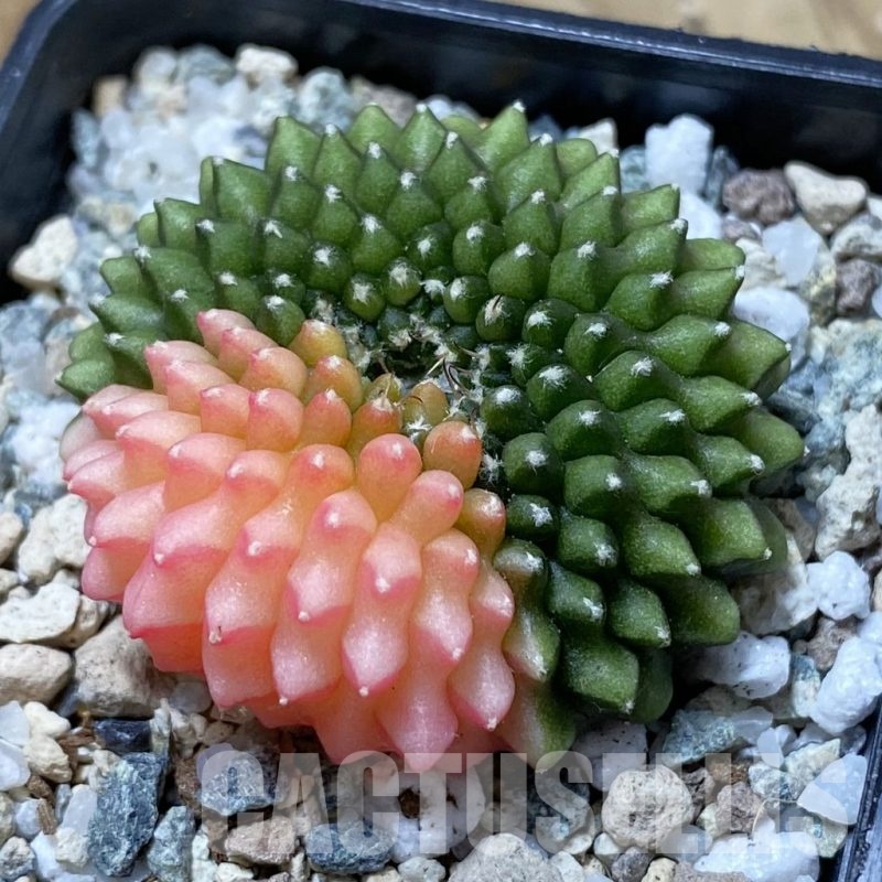 SH21670 Gymnocalycium mihanovichii ‘inermis’ f. variegata