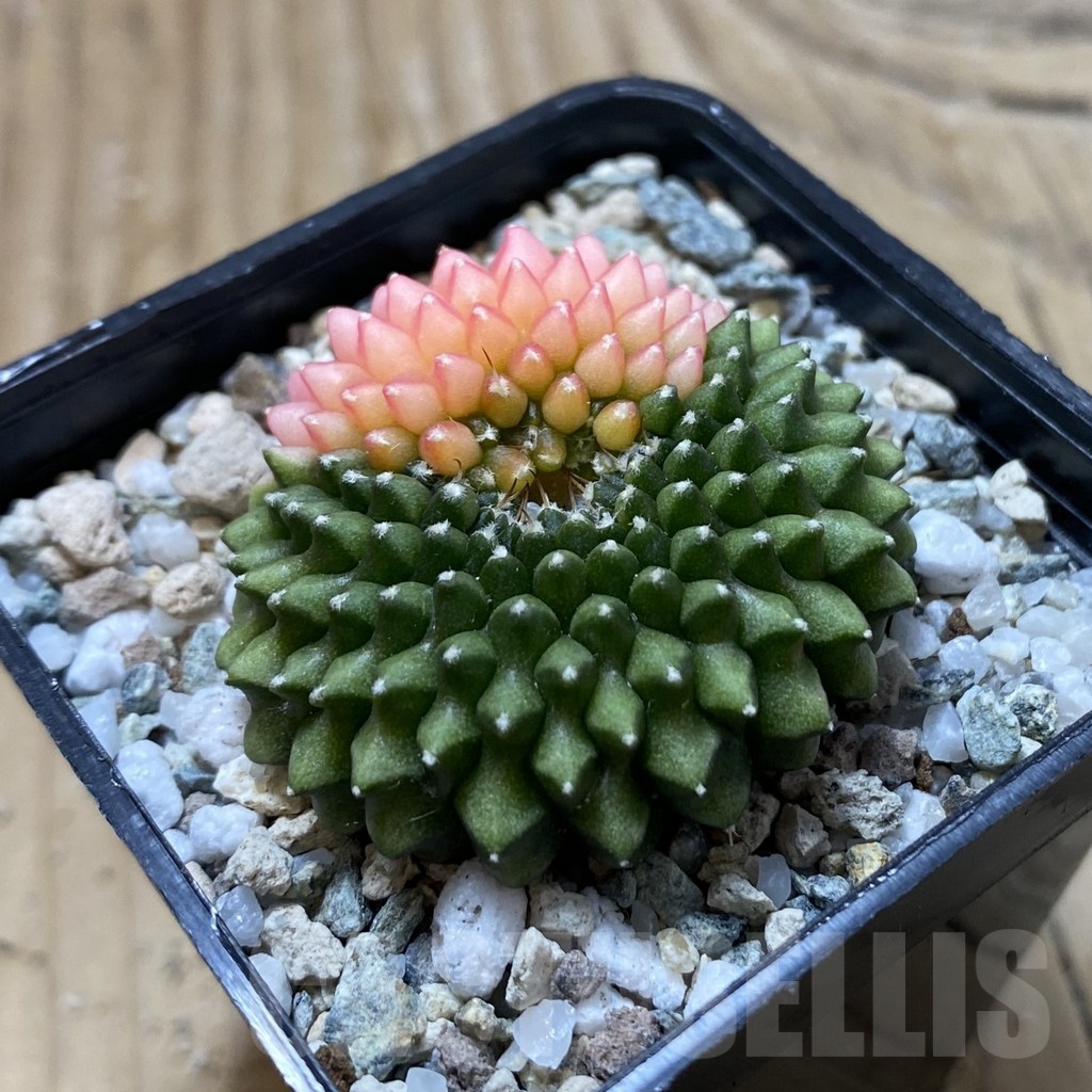 SH21670 Gymnocalycium mihanovichii ‘inermis’ f. variegata - Image 2