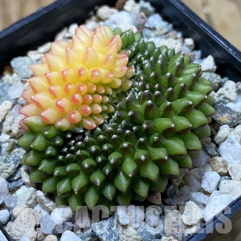 SH21671 Gymnocalycium mihanovichii ‘inermis’ f. variegata