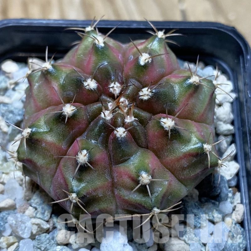 SH21672 Gymnocalycium mihanovichii ‘Neon’ hybrid