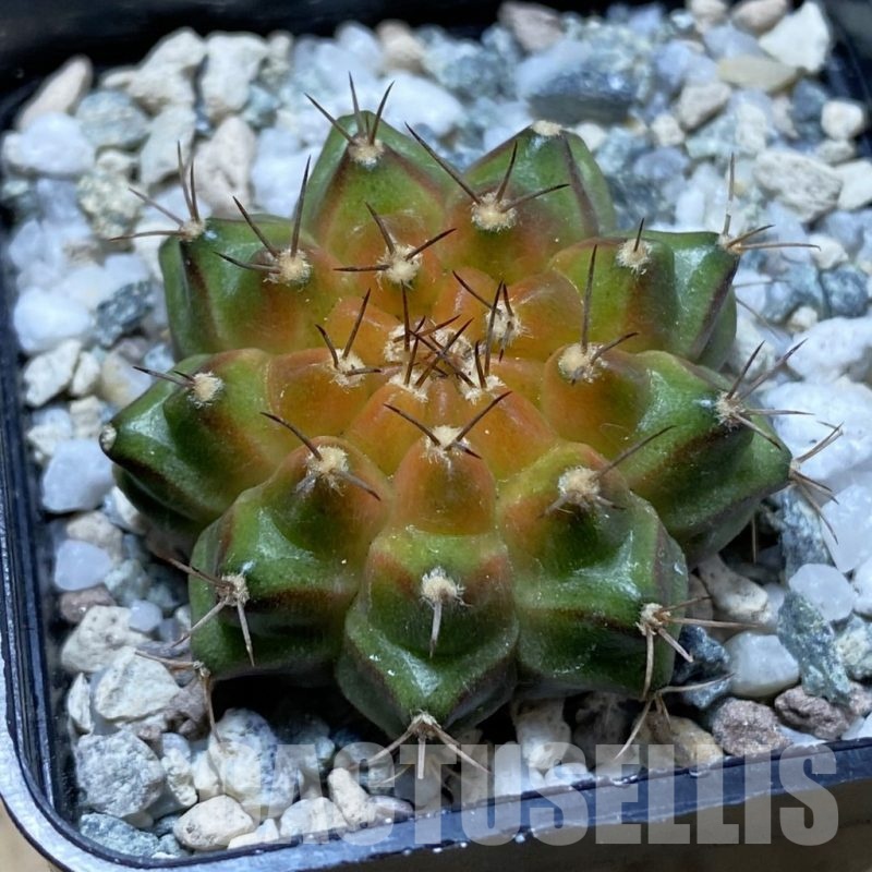 SH21673 Gymnocalycium mihanovichii ‘Neon’ hybrid