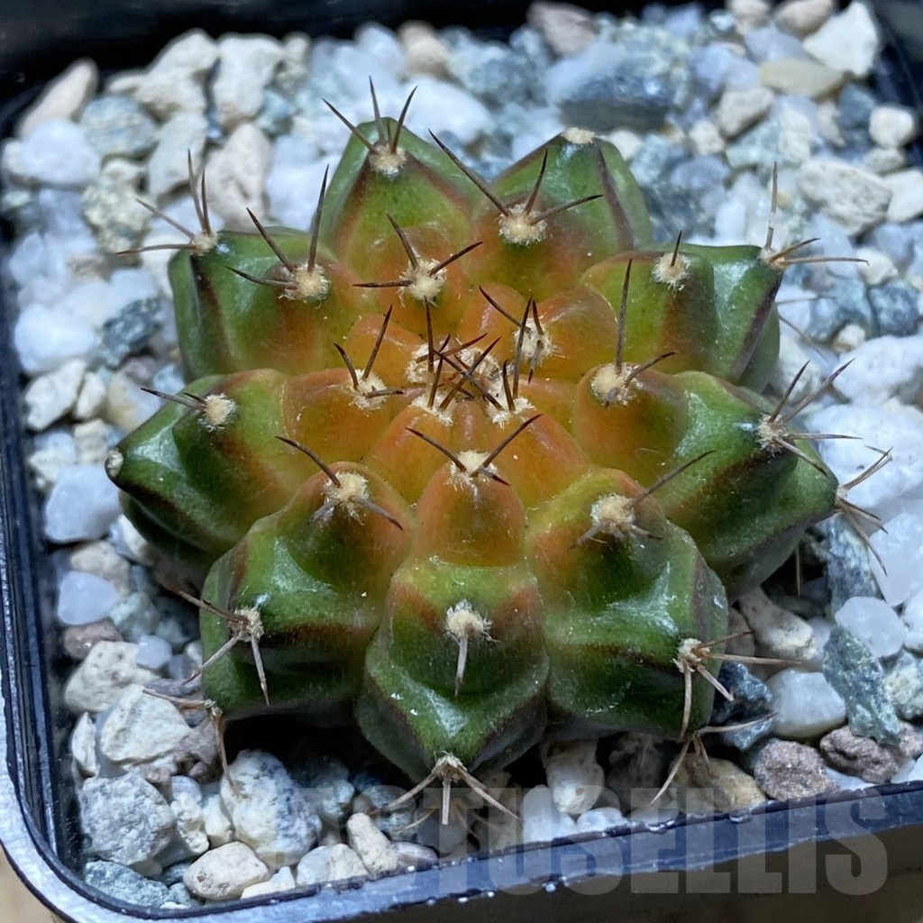 SH21673 Gymnocalycium mihanovichii ‘Neon’ hybrid