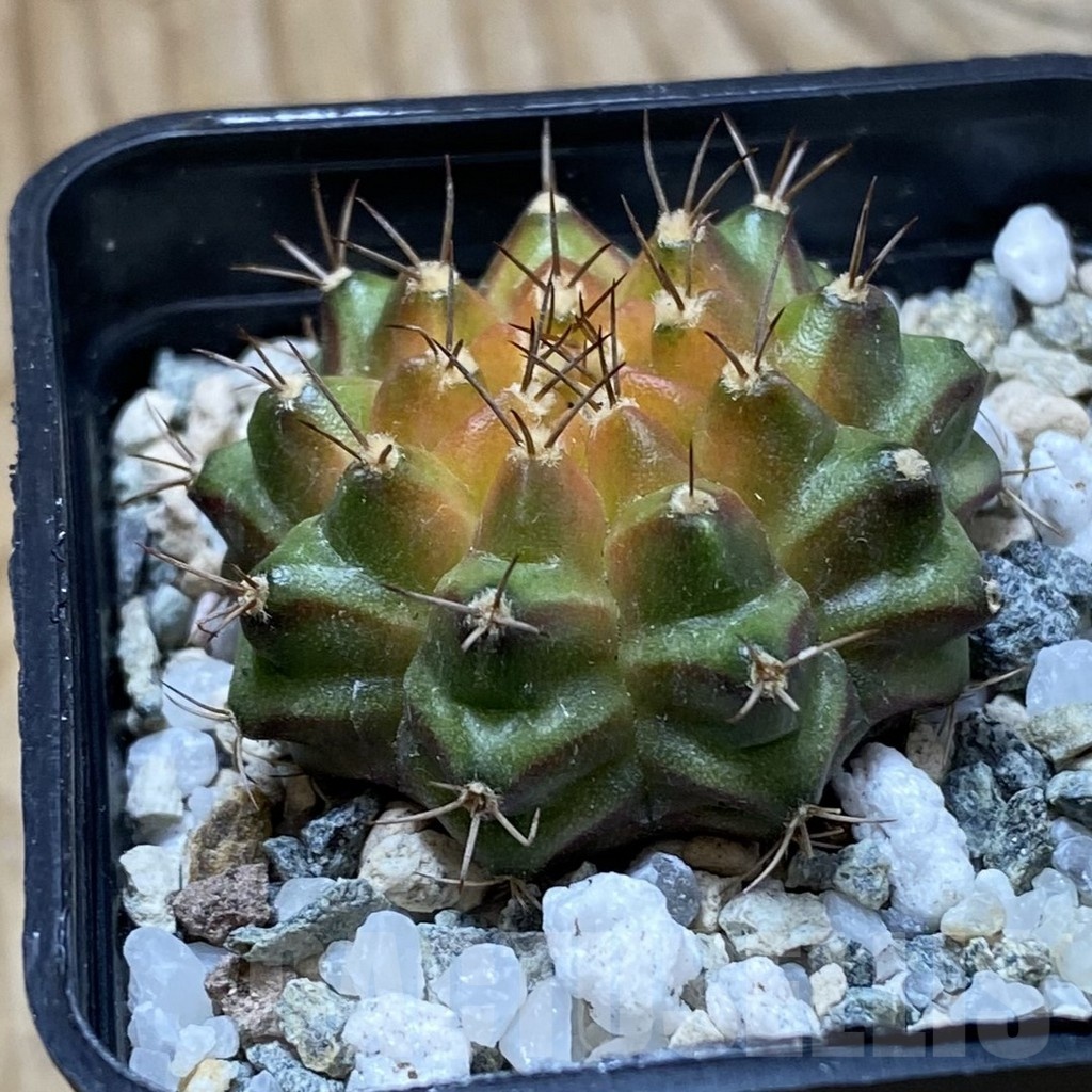 SH21673 Gymnocalycium mihanovichii ‘Neon’ hybrid - Image 2