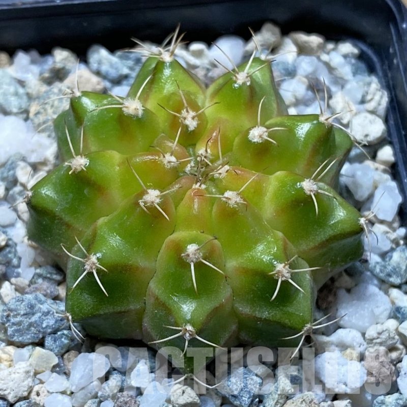 SH21674 Gymnocalycium mihanovichii ‘Neon’ hybrid