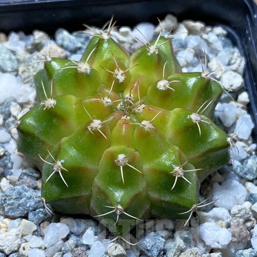 SH21674 Gymnocalycium mihanovichii ‘Neon’ hybrid