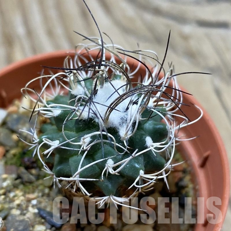 SH21614 Turbinicarpus pseudomacrochele