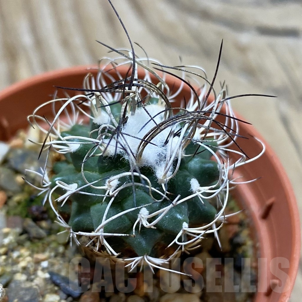 SH21614 Turbinicarpus pseudomacrochele