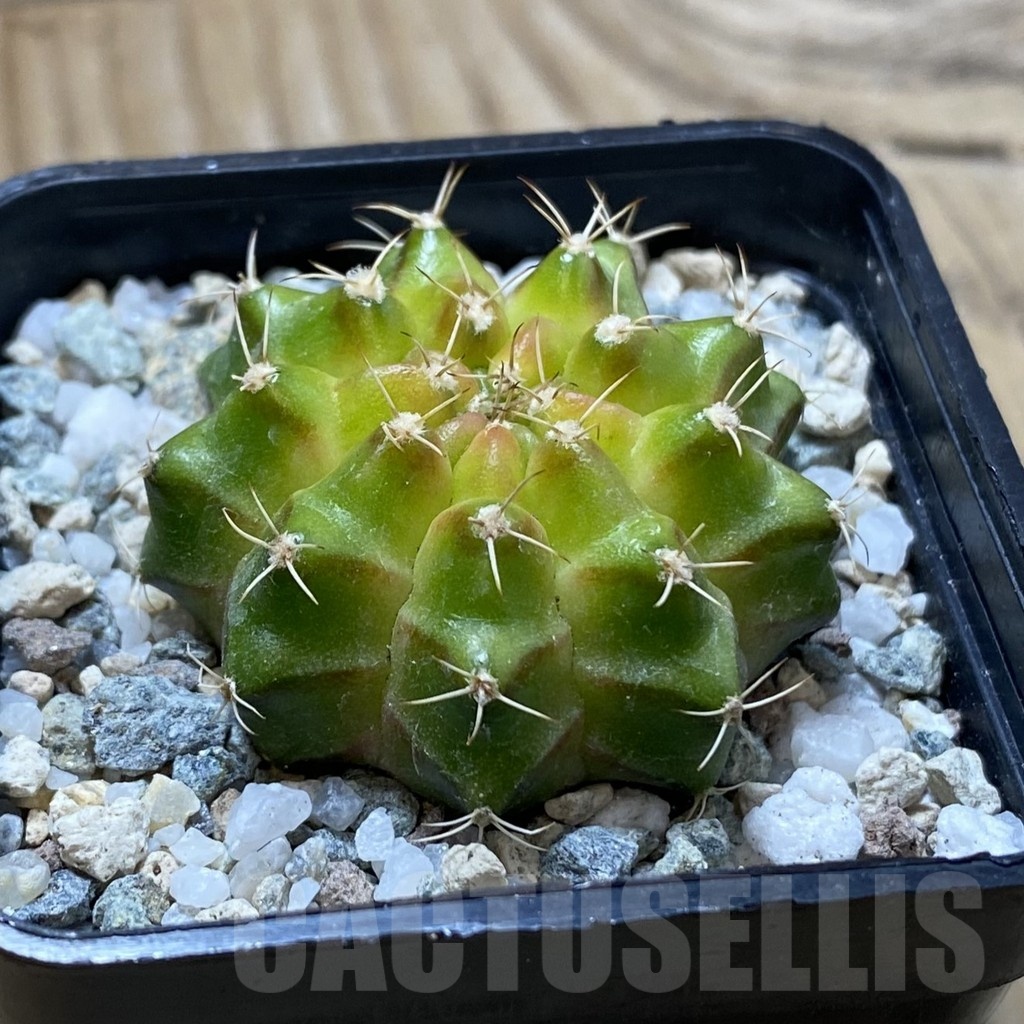 SH21674 Gymnocalycium mihanovichii ‘Neon’ hybrid - Image 2