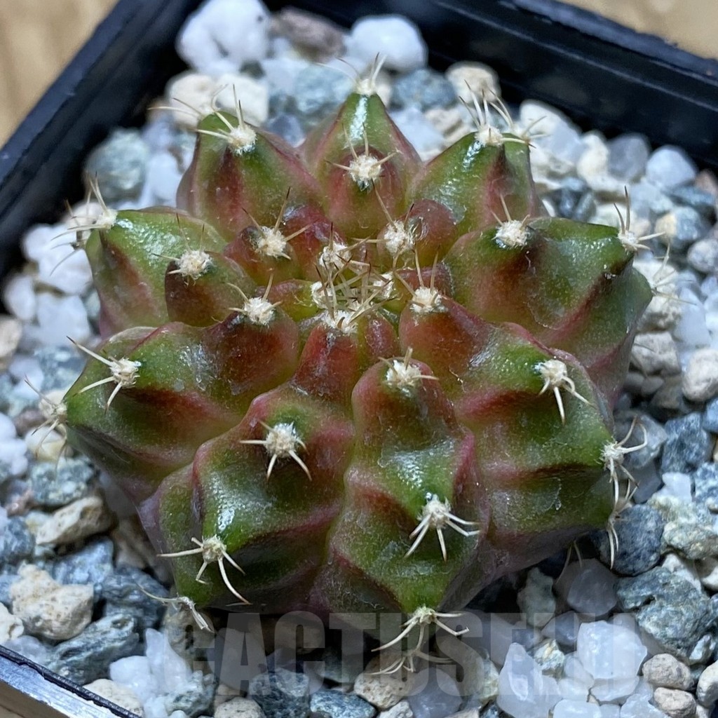 SH21675 Gymnocalycium mihanovichii ‘Neon’ hybrid