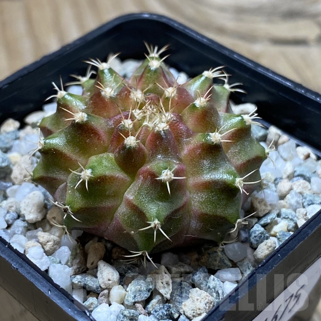 SH21675 Gymnocalycium mihanovichii ‘Neon’ hybrid - immagine 2