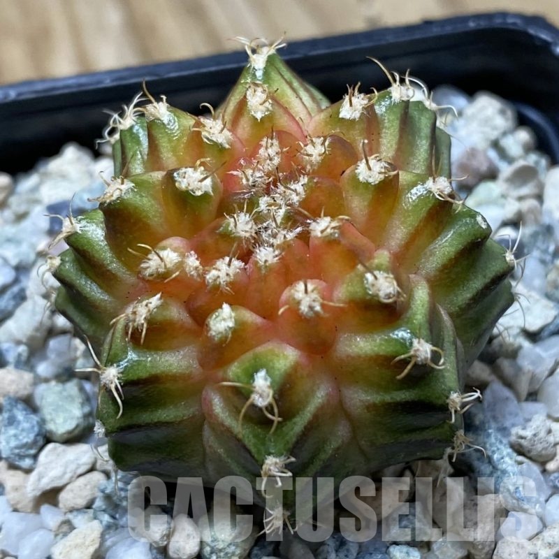 SH21676 Gymnocalycium mihanovichii ‘Neon’ hybrid