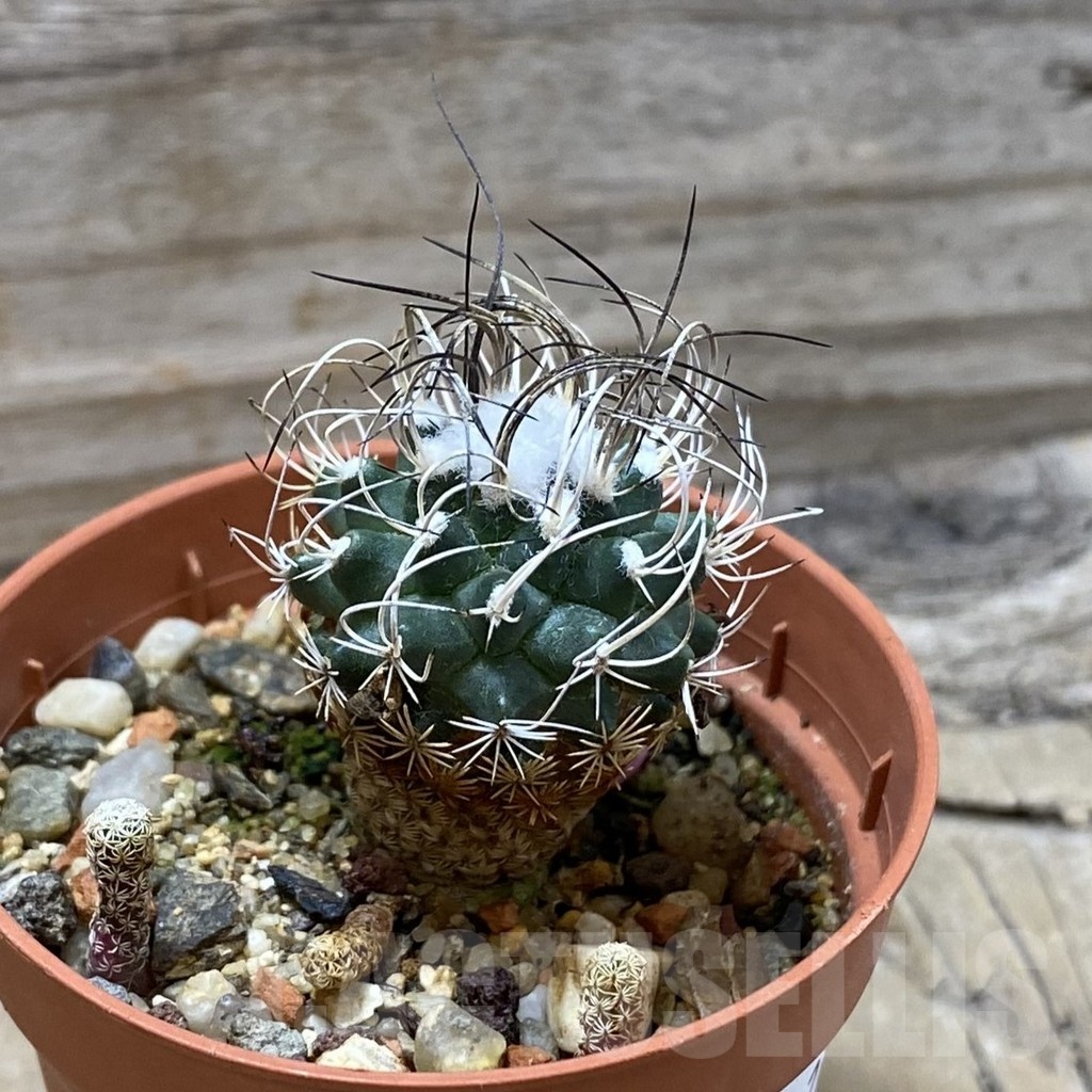 SH21614 Turbinicarpus pseudomacrochele - Image 2