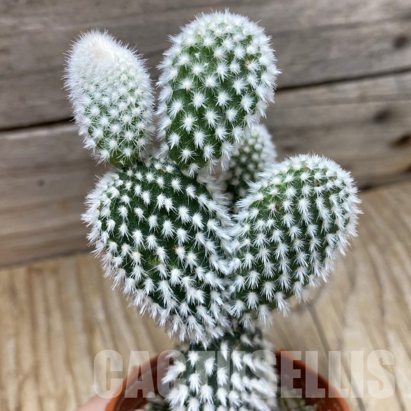 SH21615 Opuntia microdasys 'Albispina'