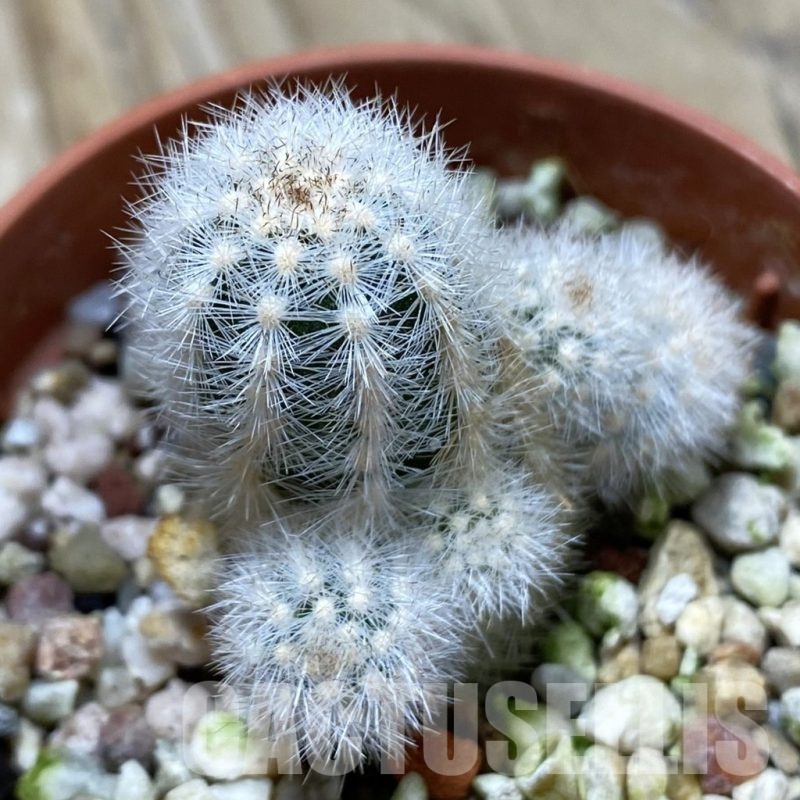 SH21616 Pygmaeocereus rowleyanus, own roots