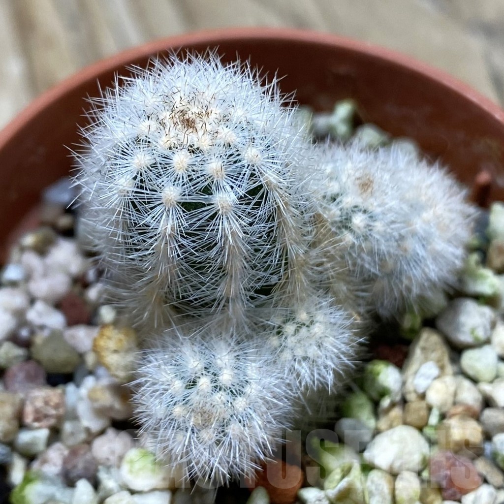 SH21616 Pygmaeocereus rowleyanus, own roots