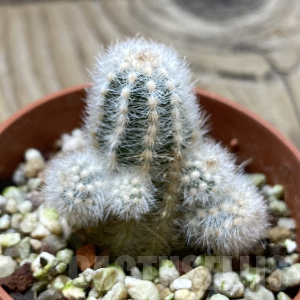 SH21616 Pygmaeocereus rowleyanus, own roots - Imagen 2