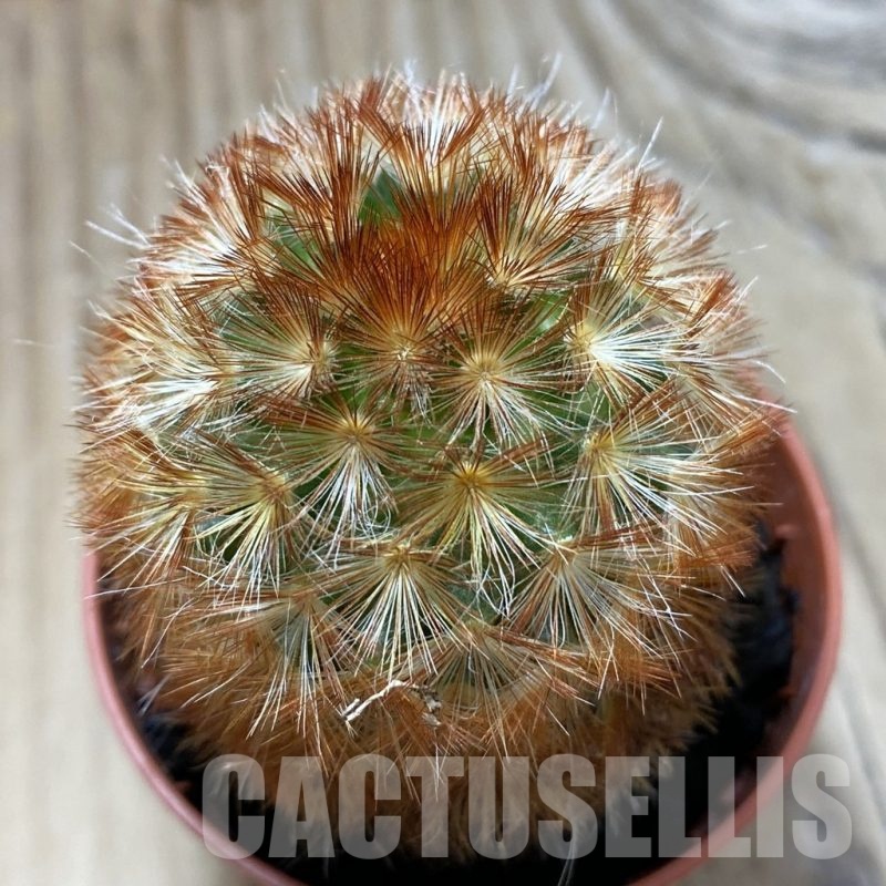 SH21617 Mammillaria carmenae f. rubrispina