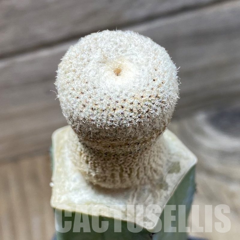 SH21618 Yavia cryptocarpa, grafted