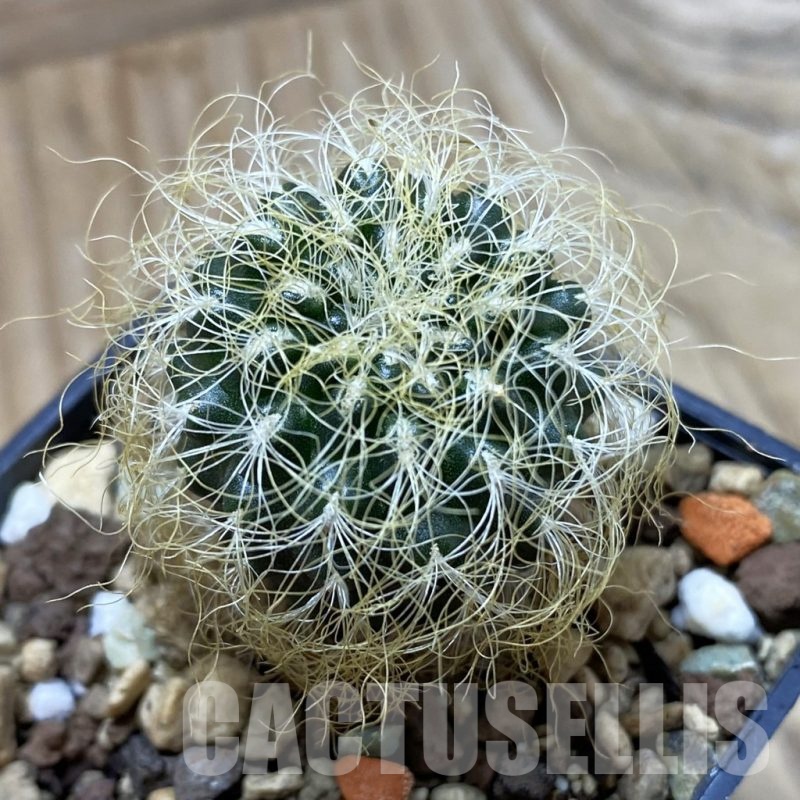 SH21619 Sulcorebutia patriciae