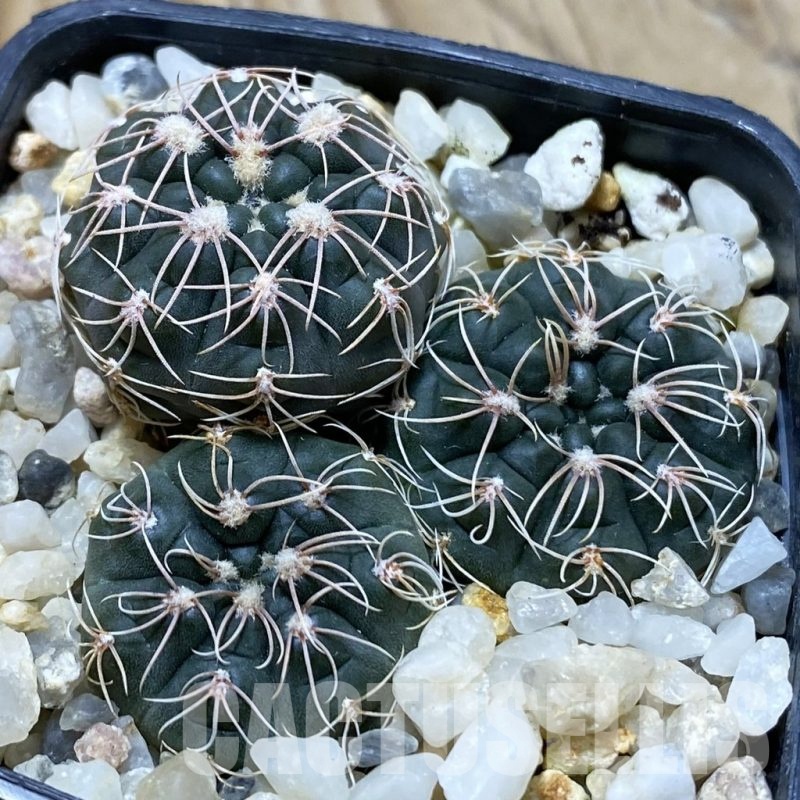 SH21622 Gymnocalycium sutterianum VG 286, 3 plants