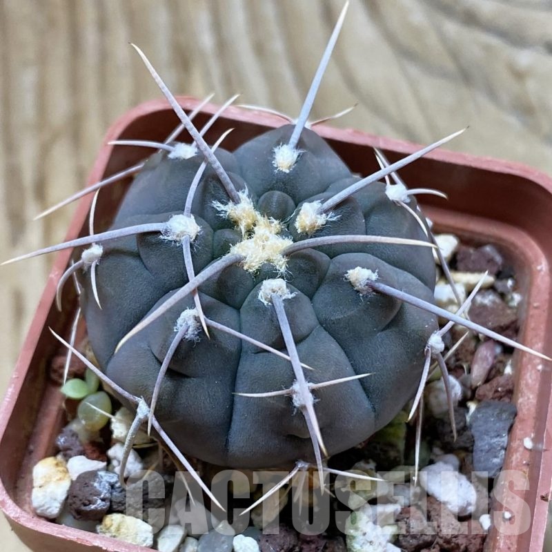 SH21623 Gymnocalycium vatteri -Long spines-