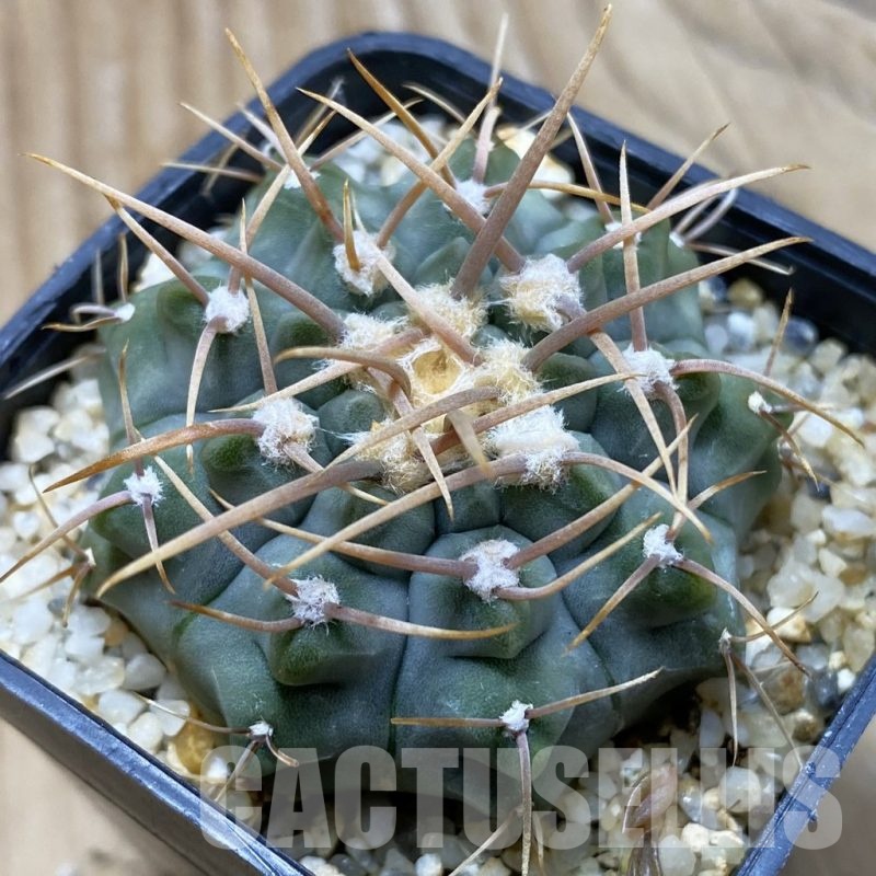 SH21624 Gymnocalycium vatteri, selection