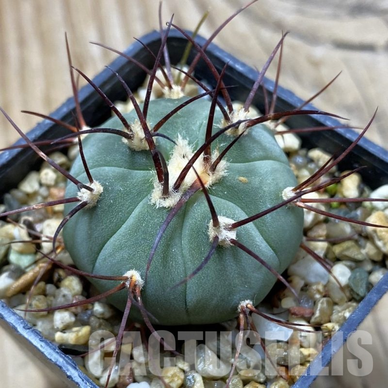 SH21625 Gymnocalycium cabreraense VOS 2122