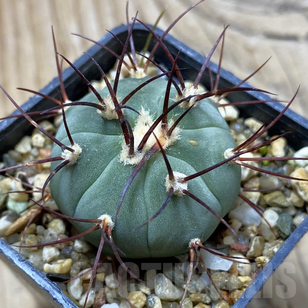 SH21625 Gymnocalycium cabreraense VOS 2122