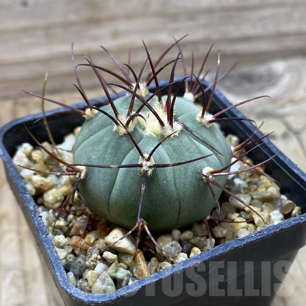 SH21625 Gymnocalycium cabreraense VOS 2122 - Image 2