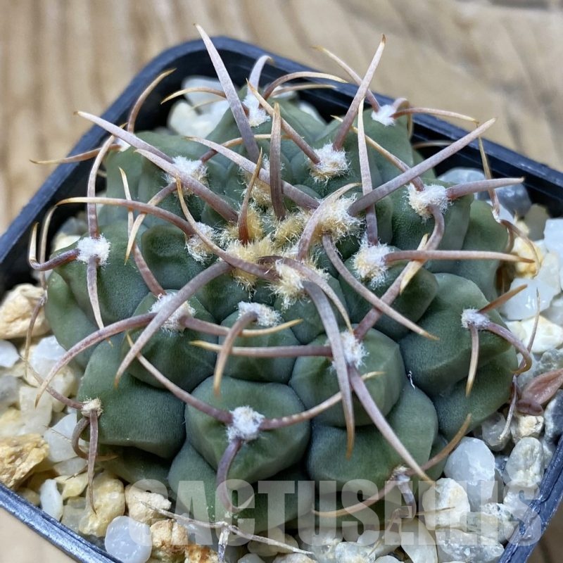 SH21626 Gymnocalycium vatteri, selection