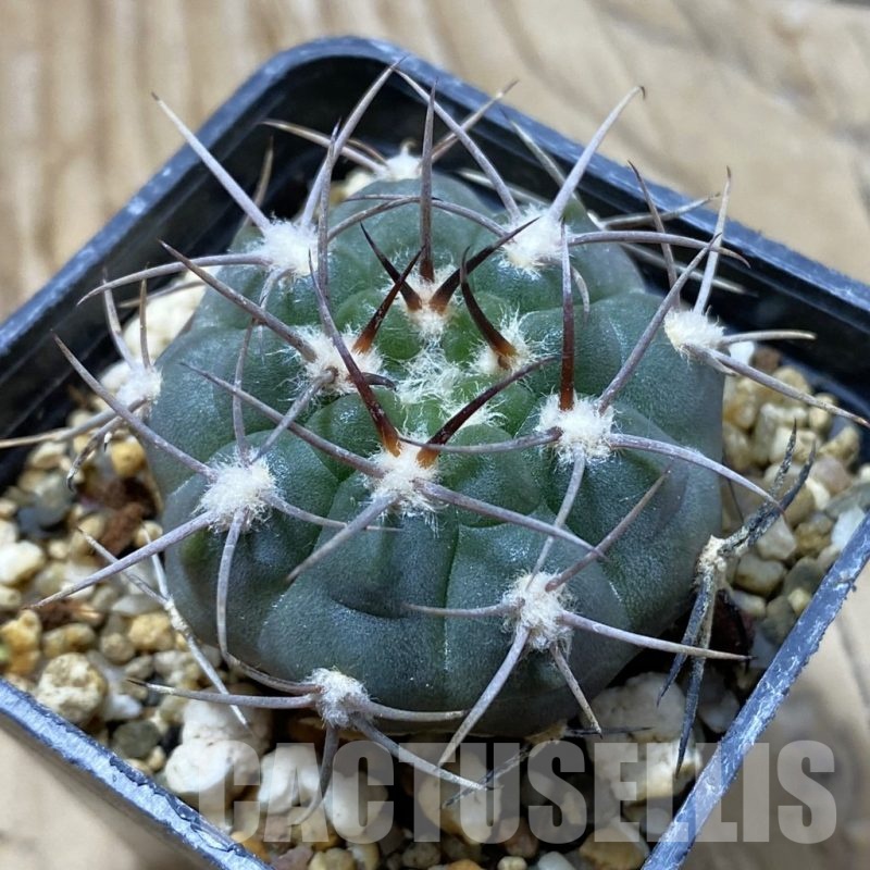 SH21627 Gymnocalycium mazanense VG 660