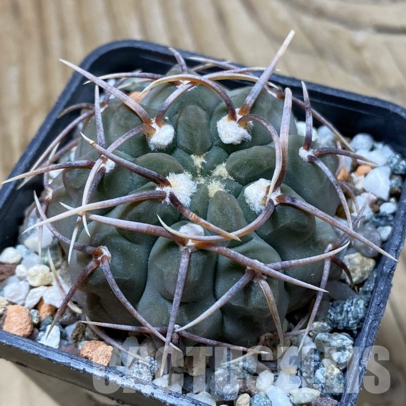 SH21628 Gymnocalycium vatteri -Long spines-