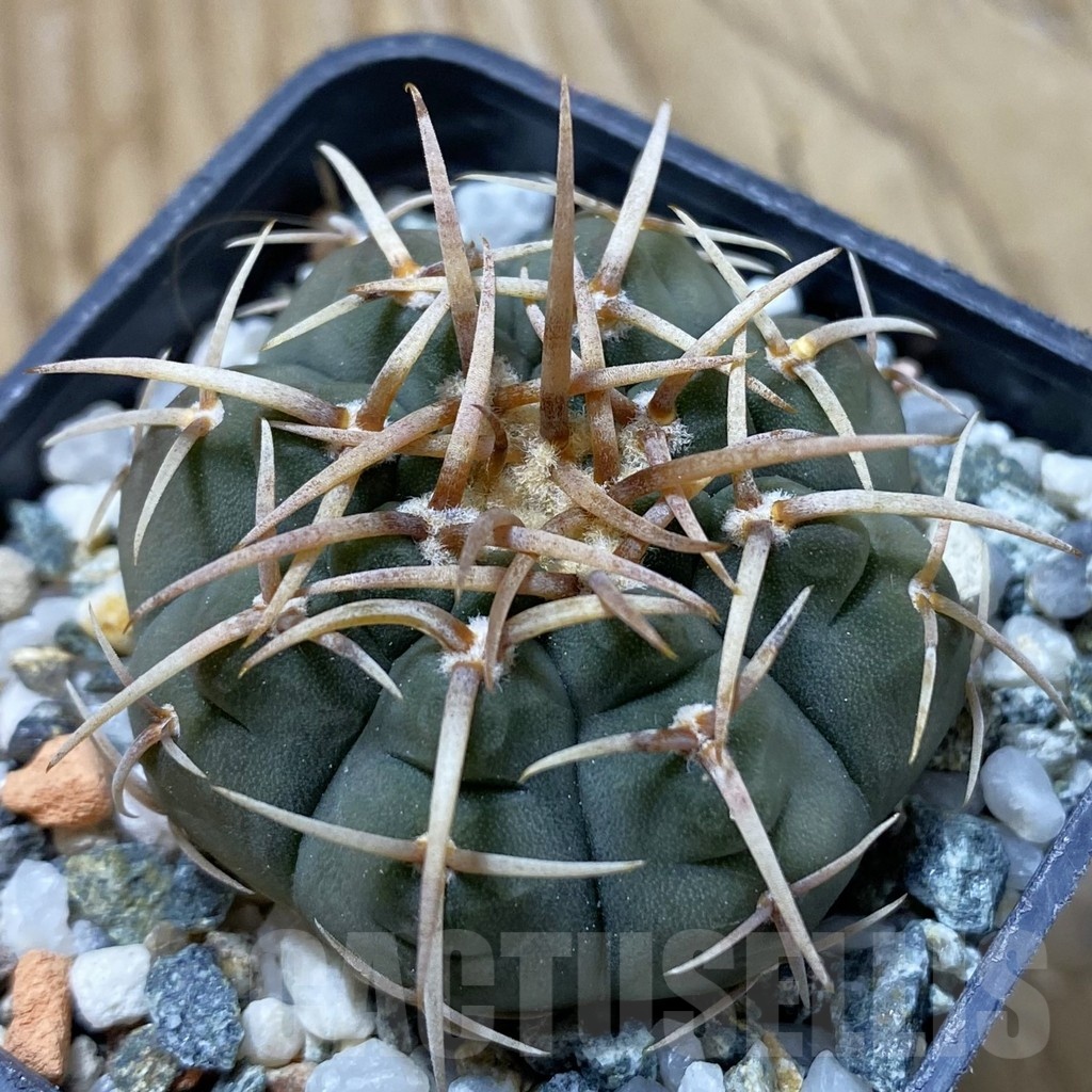 SH21631 Gymnocalycium vatteri VS 107