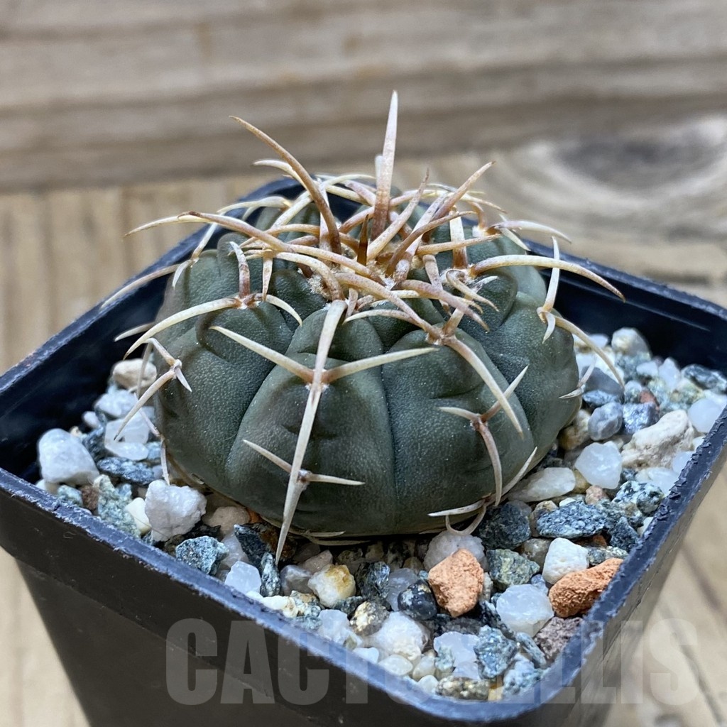 SH21631 Gymnocalycium vatteri VS 107 - Obrázek 2