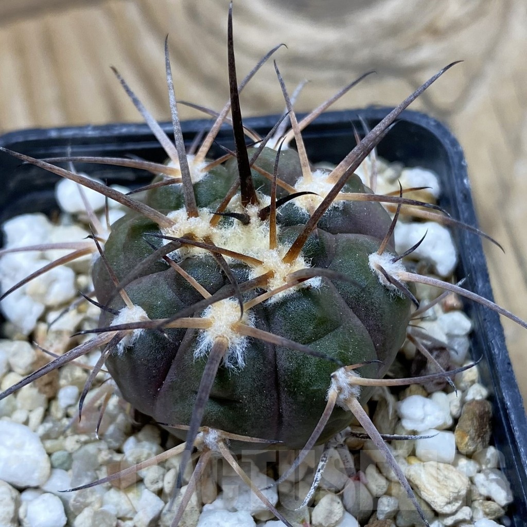 SH21632 Gymnocalycium spegazzinii