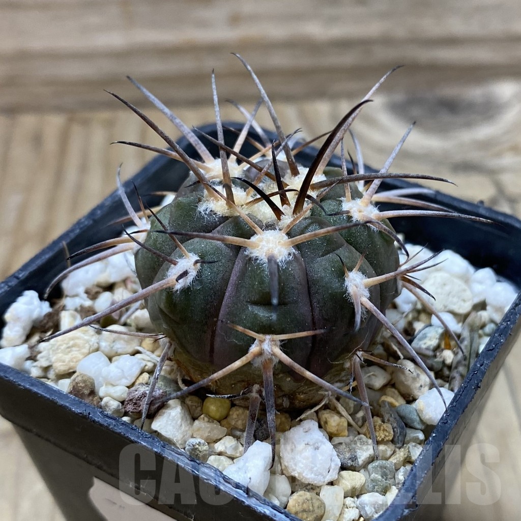 SH21632 Gymnocalycium spegazzinii - Obrázek 2