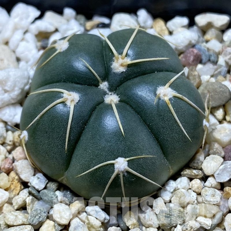 SH21633 Gymnocalycium denudatum GF 18