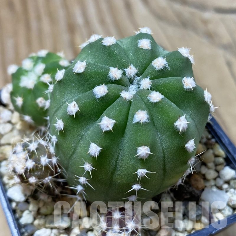 SH21610 Echinopsis subdenudata