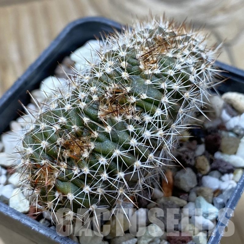SH21635 Echinopsis hybrid f. cristata, seedling