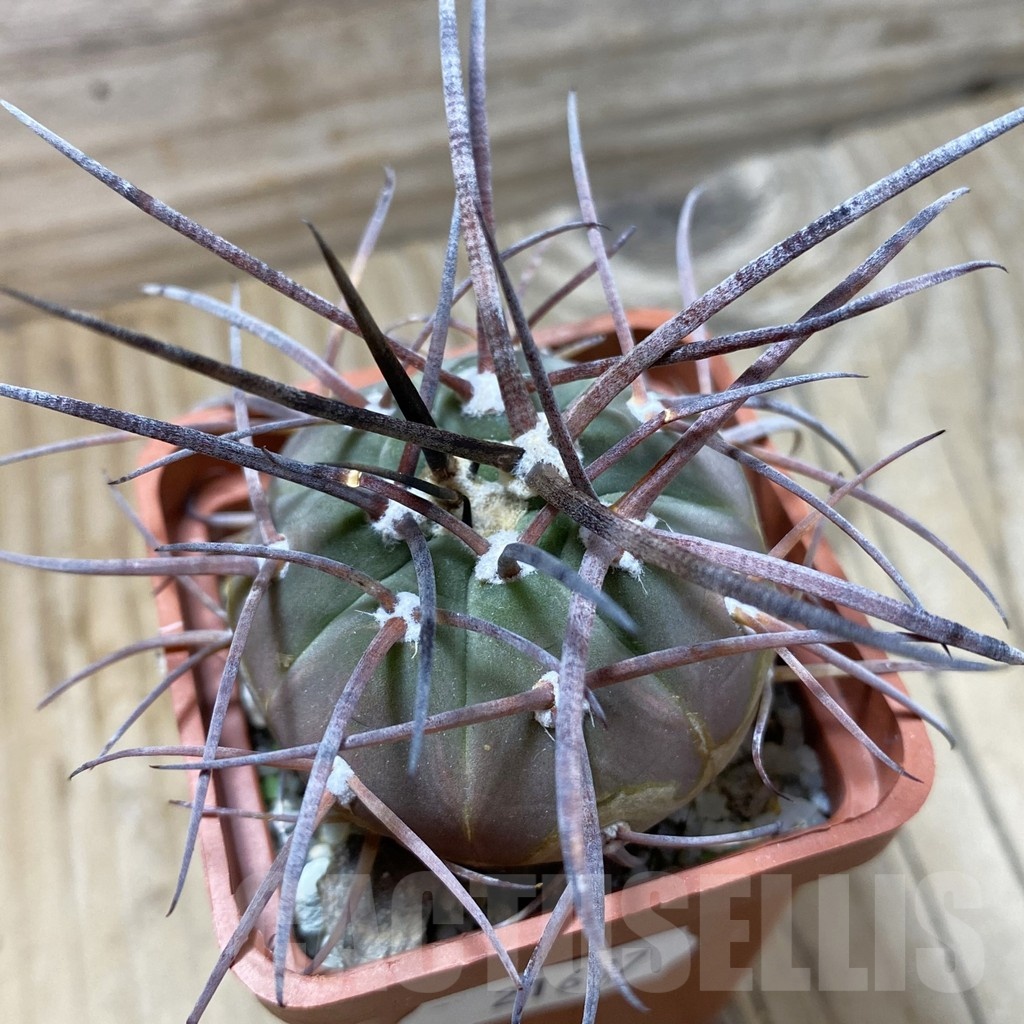SH21637 Gymnocalycium armatum JO 1656