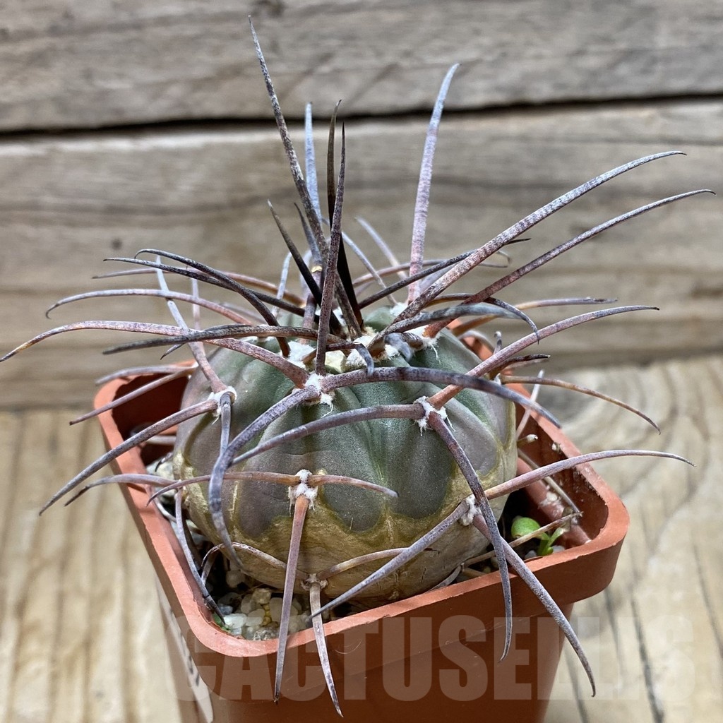 SH21637 Gymnocalycium armatum JO 1656 - Image 2