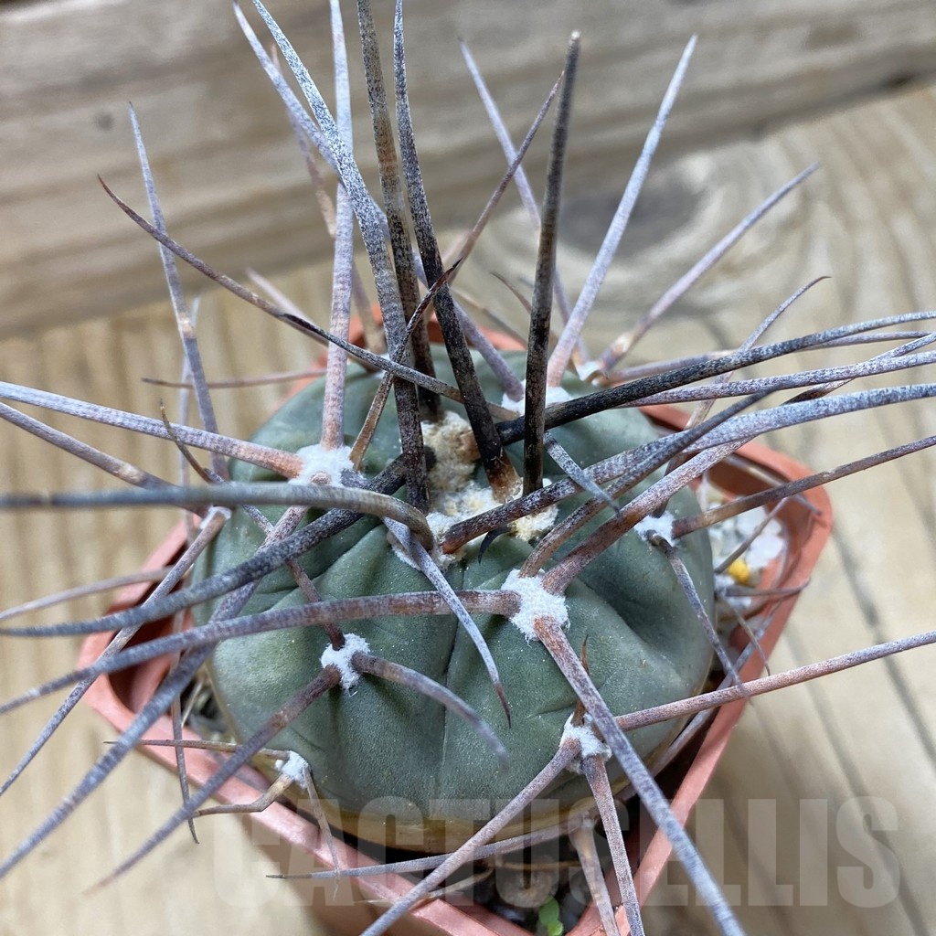 SH21638 Gymnocalycium armatum JO 1656