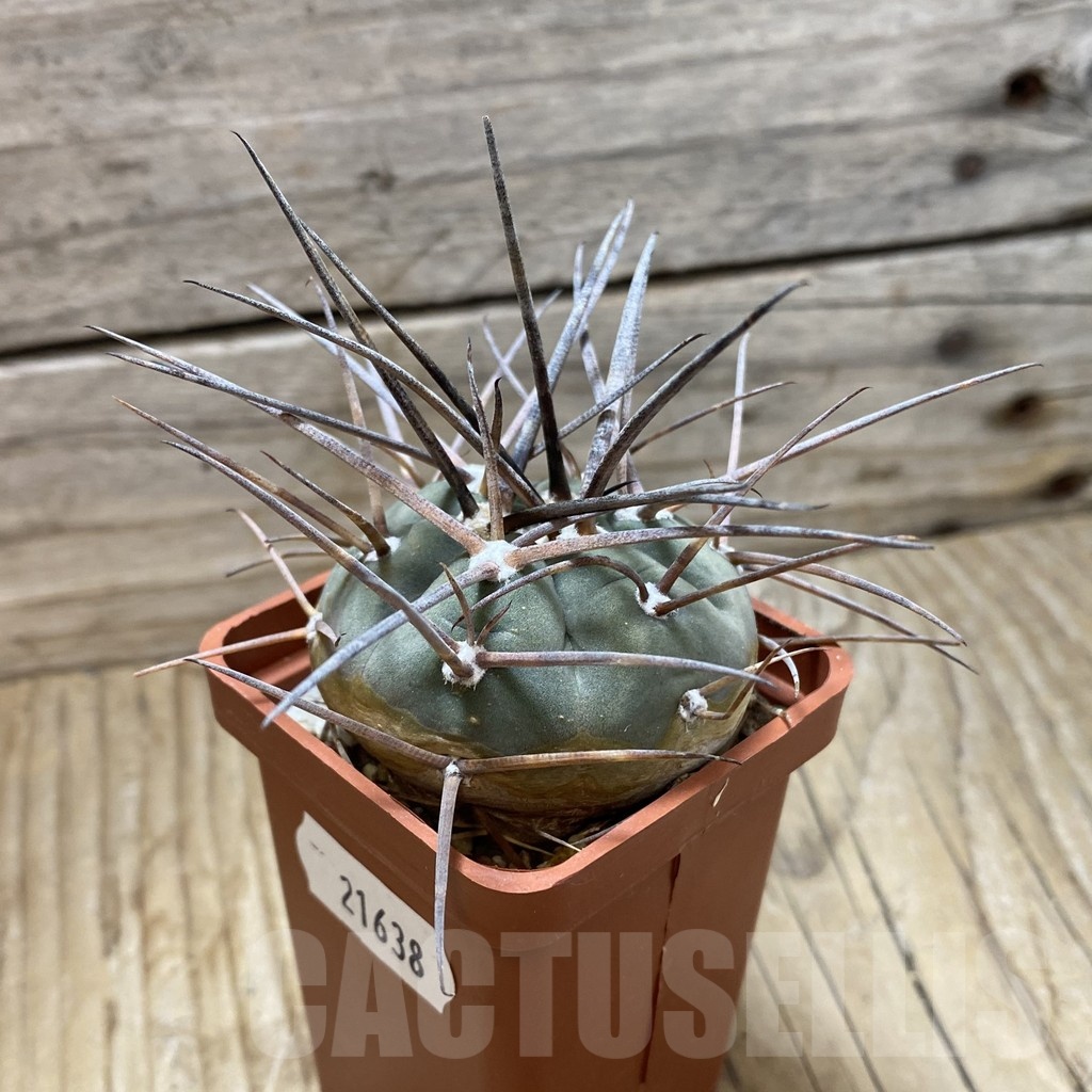 SH21638 Gymnocalycium armatum JO 1656 - Image 2