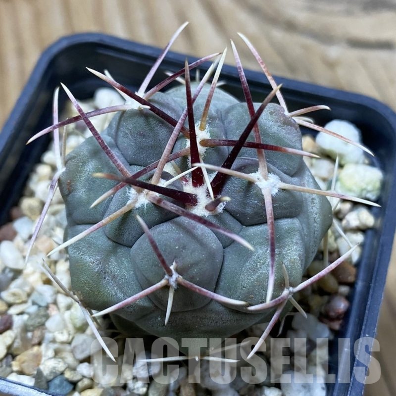 SH21639 Thelocactus hexaedrophorus PH 63